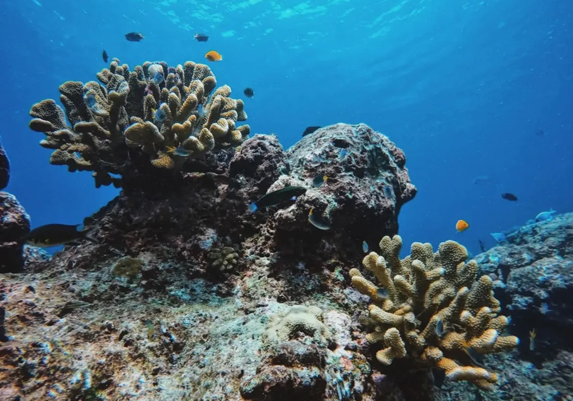 Snorkeling