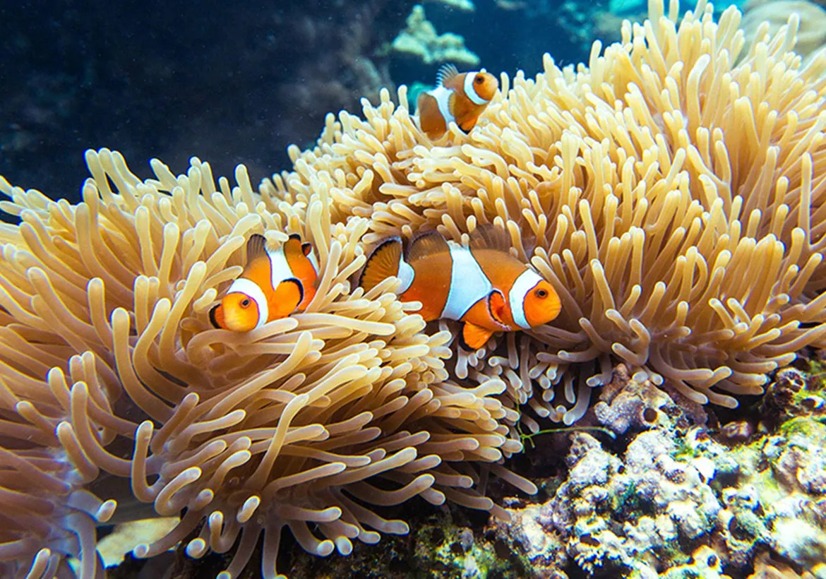 Snorkeling